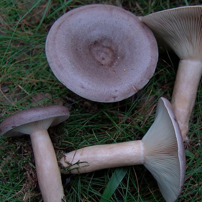 rufous Milkcap