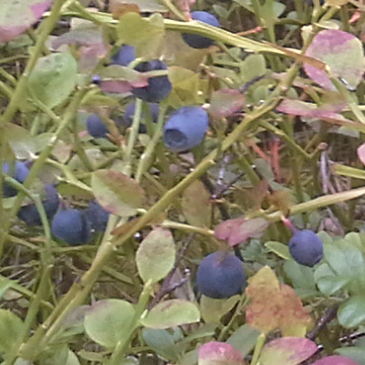 bilberry